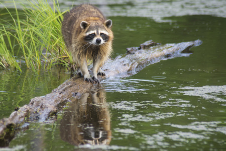 Water reflection of a fishing raccoon.の写真素材