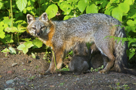 A mother Gray Fox is feeding her kits.