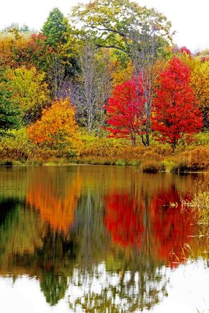 Water reflections in fall of red and orange colored trees.の写真素材