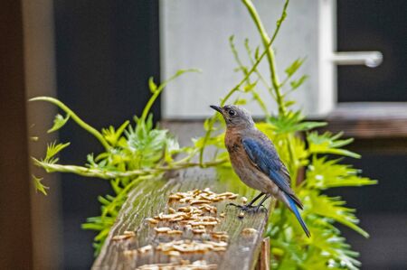 Bluebird perches on a deck filled with mealworms.の写真素材