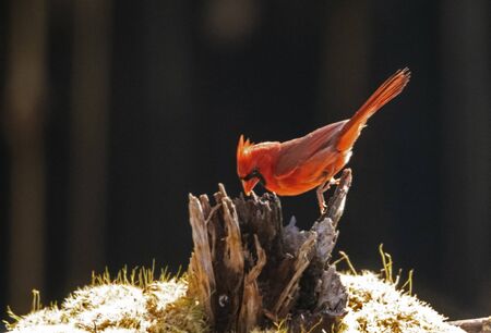 A male Cardinal hops off a perch.の写真素材