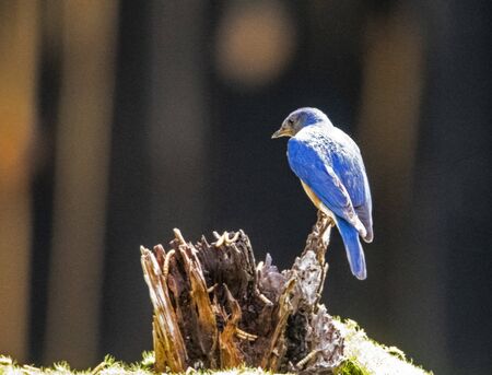 Male Bluebird perches on a wooden stump.の写真素材
