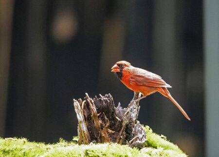 Male Cardinal feeding with a dark background.の写真素材