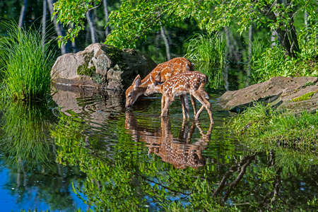 2 spotted deer drink from a cool lake surrounded with greenery.の写真素材