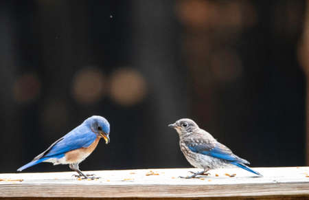 Bluebird family feeding on meal worms.の写真素材