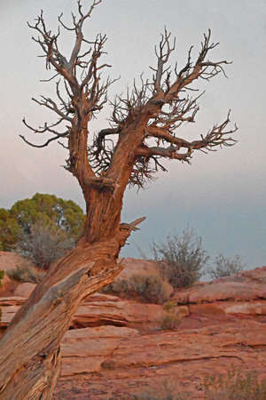 Dead Bristlestone Pine Tree reaches it's branches out to the sky.の写真素材