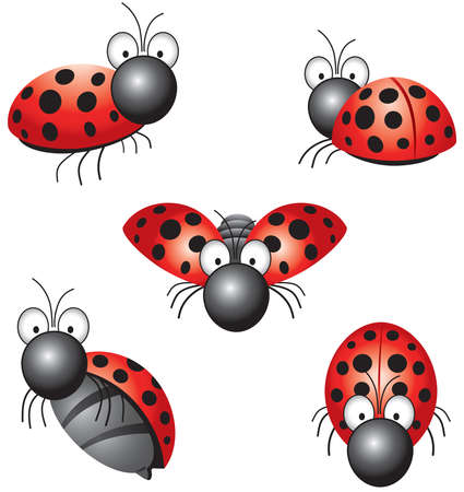 funny ladybird in different positionsのイラスト素材
