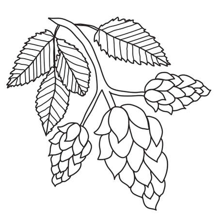 Hops plant black and white images isolated on white background, hand drawing style. Vector illustrationのイラスト素材