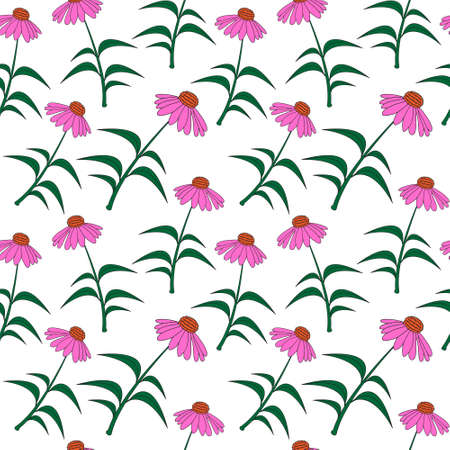 Echinacea flower sketch hand drawing seamless texture. Medicinal plant Echinacea background. Vector illustrationのイラスト素材