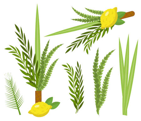 Happy Sukkot set. Collection of objects, design elements for Jewish Feast of Tabernacles with etrog, lulav, Arava, Hadas. Isolated on white background. Vector illustrationのイラスト素材