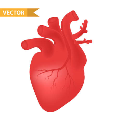 Human heart icon, realistic 3d style. Internal organs symbol. Anatomy, cardiology, concept. Isolated on white background. Vector illustrationのイラスト素材