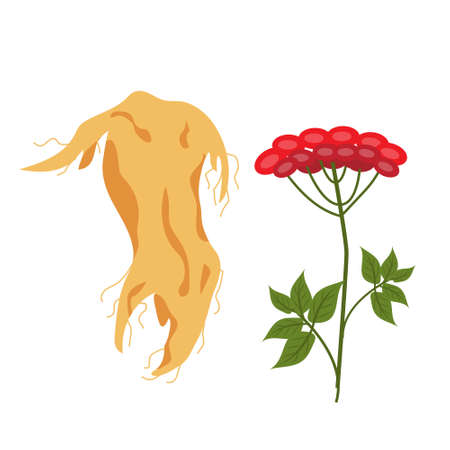 Ginseng root and ginseng berry icon flat style. Isolated on white background. Vector illustrationのイラスト素材