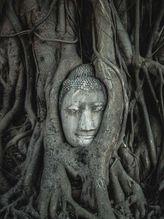 Buddha head in tree rootsの写真素材