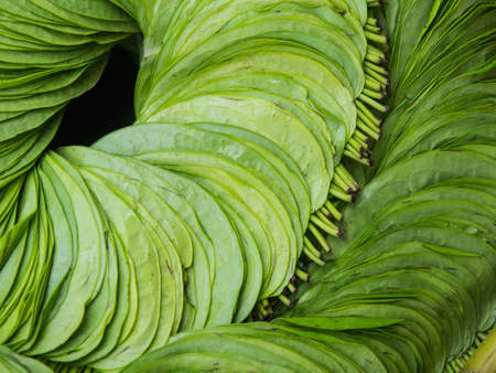 Wildbetal Leafbushの写真素材