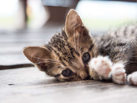 Little cute catの写真素材