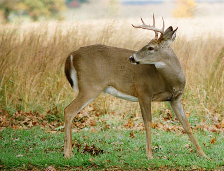 eight point buck looking back in fieldの写真素材