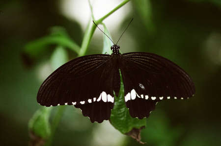 black butterfly perched  on leaf with wings spreadの写真素材