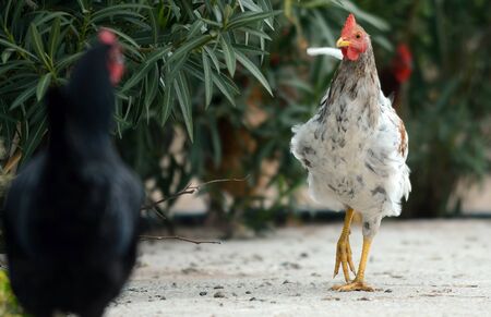 roosterの写真素材