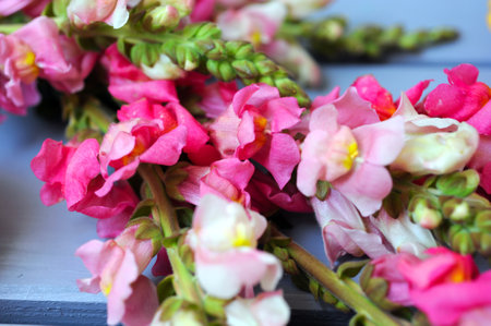 Close up of a bouquet of flower branches with pink petals on top of a purple wooden plank table.の写真素材
