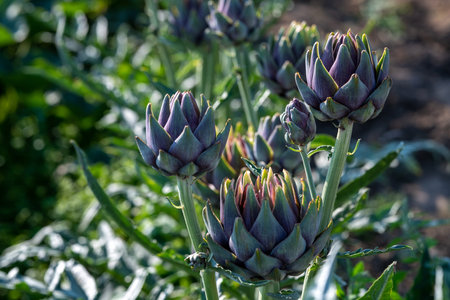 Artichokes growing in a vegetable garden on a sunny summer dayの写真素材