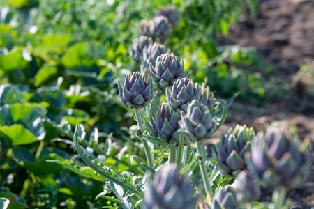 purple artichokes growing in the field on a sunny dayの写真素材