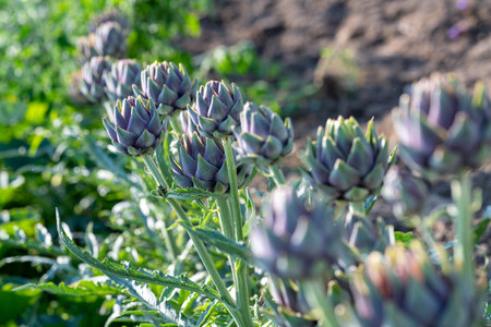 Artichokes growing in a vegetable garden, close-up.の写真素材
