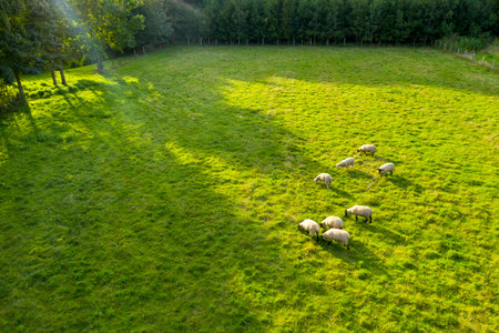 Aerial view of sheep grazing on a green meadow in summerの写真素材