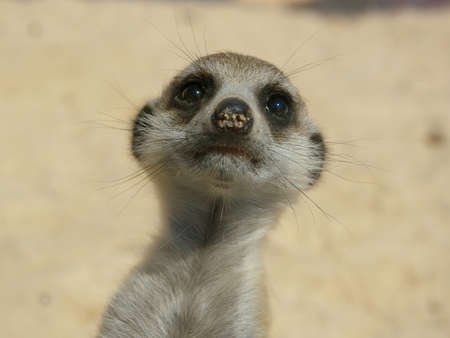 Meerkatの写真素材