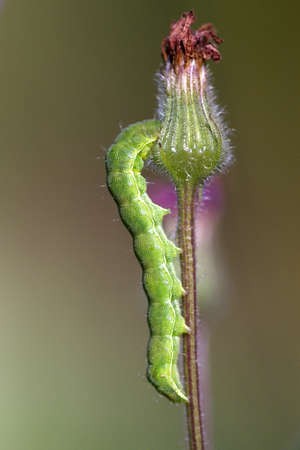Caterpillar eating flower budの写真素材