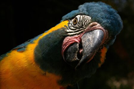 macaw close upの写真素材