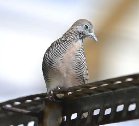 Zebra Dove Birdの写真素材