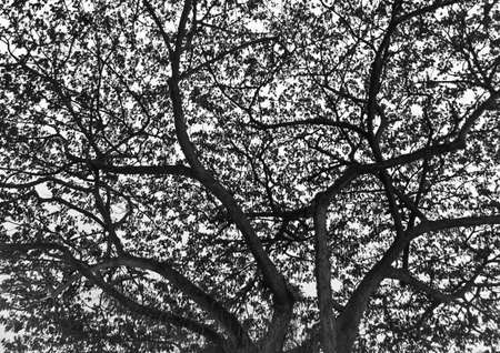 Silhouette black and white treeの写真素材