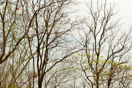 Leafless Forest Tree Branch