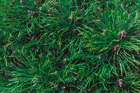 branch of Christmas tree with reflectionの写真素材