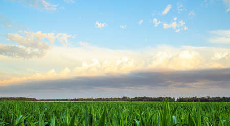 landscape field of unripe corn on the background of a beautiful skyの写真素材
