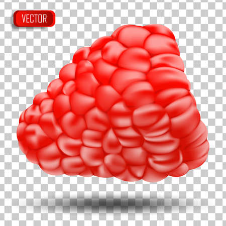 Appetizing fresh raspberries isolated on a transparent background. Realistic vector illustrationのイラスト素材