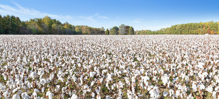 Wideangle shot of cotton fieldの写真素材