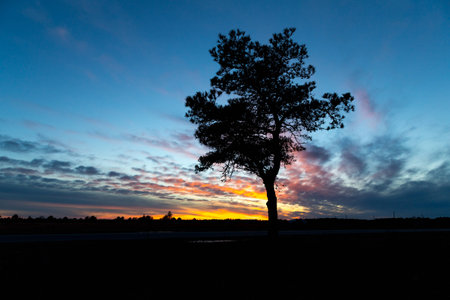 A tranquil scene of a silhouetted tree against a setting sunの写真素材