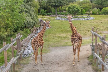 A pair of giraffes looks at the camera for a pictureの写真素材