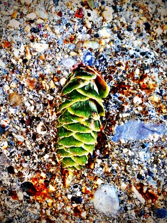 green acorn