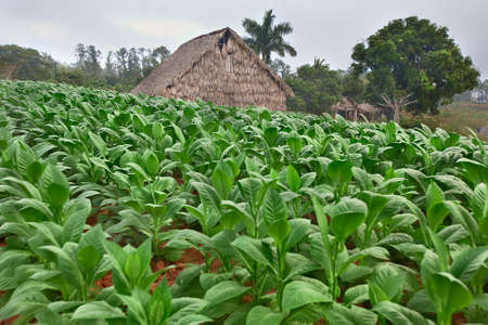 Tobacco field in Vinales, Cubaの写真素材