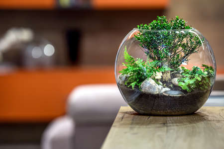 Green plant on wooden table. House decoracion.の写真素材