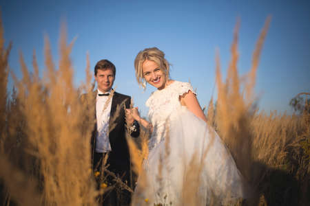 Young wedding smartly dressed couple goes on a field with high ear. In the rays of the setting sun. Bride leads her husbands hand with a smile.の写真素材