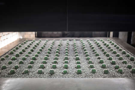 Photo of the gravel pad for growing cactus in the interior.の写真素材