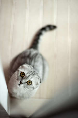 Gray cat looking through a doorway upの写真素材