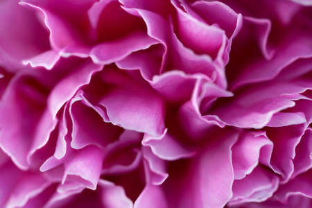 Pink petals of blossoming peony  close up shooting