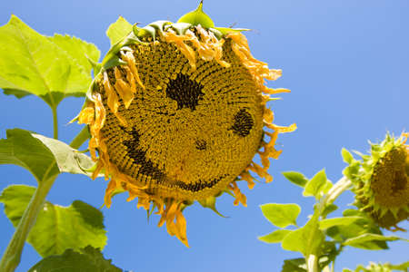 Smiling sunflower. Sunflower is smiling on the filed.の写真素材