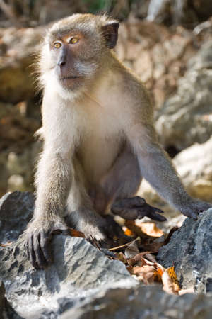 monkey is sitting on the stones and looking forward