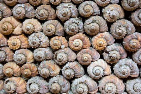 sea shells decoration of wall in restaurant