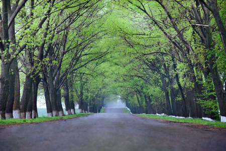 Back country road on a misty rainy day.の写真素材